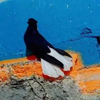نر دم‌سفید عطیقه