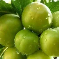 پیشفروش نهال گوجه سبز برغانی|خدمات باغبانی و درختکاری|آزادشهر, |دیوار