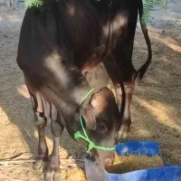 گاونر|حیوانات مزرعه|بمانی, |دیوار