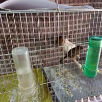 قنار نر وماده|پرنده|اشنویه, |دیوار