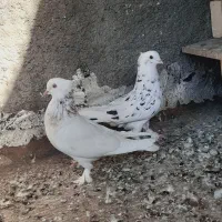 کفتر سرور|پرنده|قم, چهل درخت|دیوار