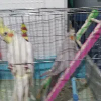 چهار تا  عروس هلندی|پرنده|اردبیل, |دیوار