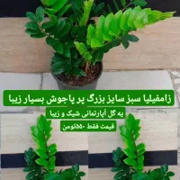 بار جدید گیاهان آپارتمانی شیک و زیبا|گل و گیاه طبیعی|رشت, عینک|دیوار