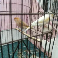 قناری ماده آماده