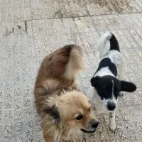 سگ پا کوتاه