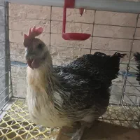 خروس و مرغ ایام سمانی و لاکندزی و قفس|حیوانات مزرعه|سبزوار, ولیعصر (نجار آباد)|دیوار