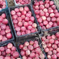 سیب|خوردنی و آشامیدنی|سلطانیه, |دیوار