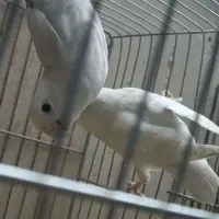 کوتوله هفت ماهه