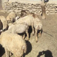 بره پایه پلوار