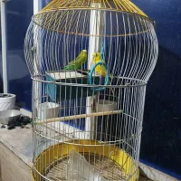 مرغ عشق با قفس|پرنده|بندر امام خمینی, |دیوار