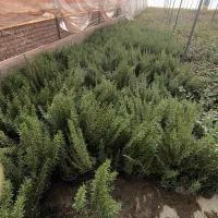 رز ماری گلدانی