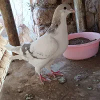 کبوترجفتی پرشی|پرنده|اقبالیه, |دیوار