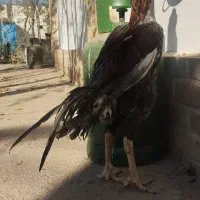 سلام خروس لاری