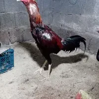خروس لاری افقان