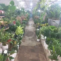 فروشنده خانم شیفت عصر