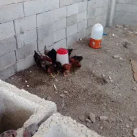 خروس بزرگ  ومرغ گیر