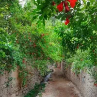 اجاره باغ انار و سیب