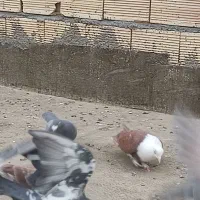 کلاغ سرخ نر  برای جوجه کشی