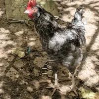 خروس
