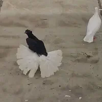 زاغ دم سفید ۱۶ پر دم