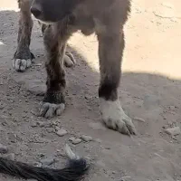 واگذاری توله ماده سگ خراسانی