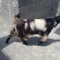 فروش بز پلنگی