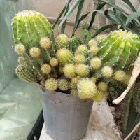 کاکتوس توپی170