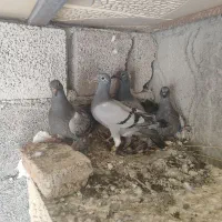 کبوتر‌مسافتی|پرنده|اردبیل, |دیوار