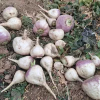 شلغم|خوردنی و آشامیدنی|سردرود, |دیوار