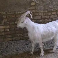 نر بز سانن