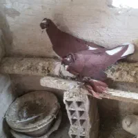 چند جفت کبوتر