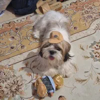 واگذاری موقت رایگان شیتزو سوپر فلت به مدت یک سال