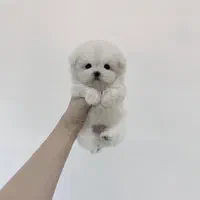 پودل کرمی و برفی تیکاپ|سگ|تهران, جمهوری|دیوار