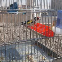 سهره نر /معاوزه با قناری نر|پرنده|قزوین, |دیوار