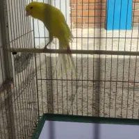 قناری رسمی بلند