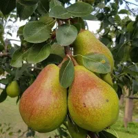 فروش مستقیم از باغ دماوند سیب و گلابی