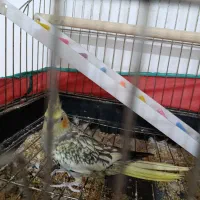 عروس هلندی باتخم