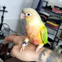 گیرینجک طوطی