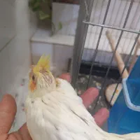 عروس هلندی نر با جوجه اش بدون قفس
