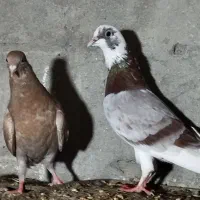 کبوتر پروازی برای جلد کردن