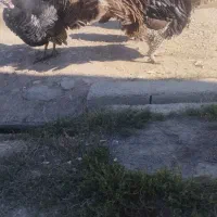 بوقلمون نر اصل محلی|حیوانات مزرعه|مهاباد (آذربایجان غربی), |دیوار