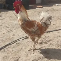 فروشی فوری یک عدد خروس ومرغ و۵تا  جوجه شوره  سالم