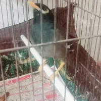 جوجه مینا