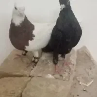 کبوتر  10 عدد