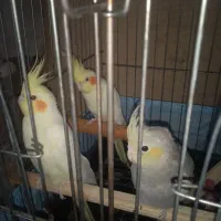 سه عدد عروس هلندی