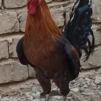 گوشت مرغ و خروس محلی