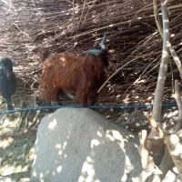 دو عدد کهره نر|حیوانات مزرعه|جبالبارز, |دیوار