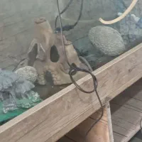 آکواریوم بزرگ باتمام. سایل|ماهی|باوی, |دیوار