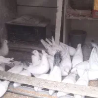 فروش کبوتر