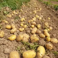 سیب زمینی تازه